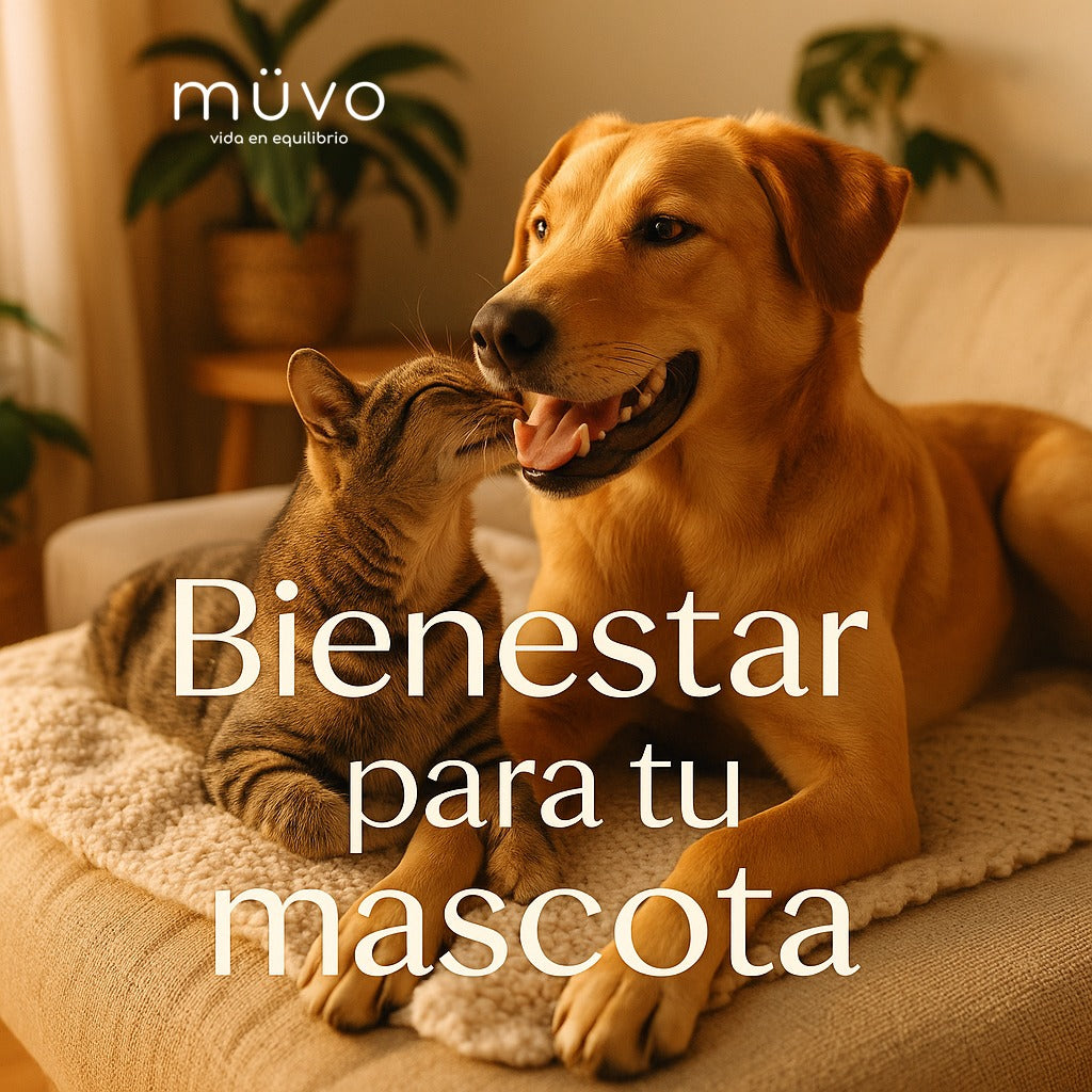 Guía completa de CBD para mascotas