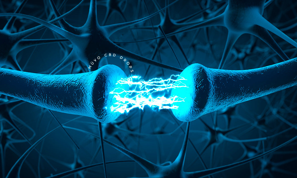 El papel clave del sistema endocannabinoide en nuestro organismo